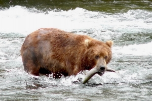 Ours grizzlis à la pêche