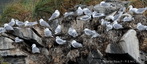 Les oiseaux à Uyak Bay, autour d'Aleut Island