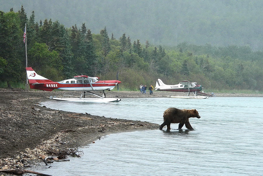 Alaska, Katmai National Park: Ours grizzli sur la plage d'arrivée
